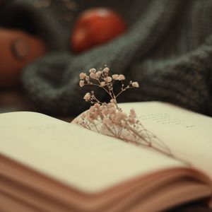 Превью обои книга, сухоцвет, страницы, цветы