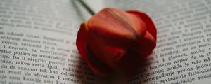 Превью обои книга, тюльпан, цветок, красный