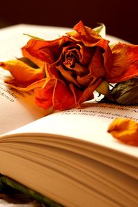 Превью обои книга, цветок, роза, сухая, лепестки