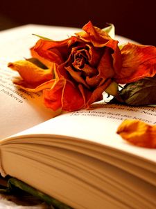 Превью обои книга, цветок, роза, сухая, лепестки