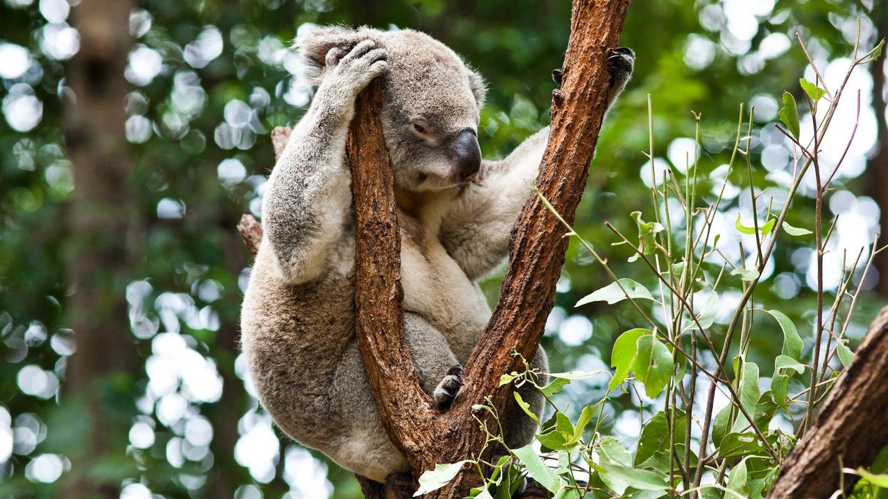 Обои коала, деревья, отдых, сон