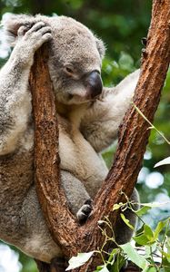 Превью обои коала, деревья, отдых, сон