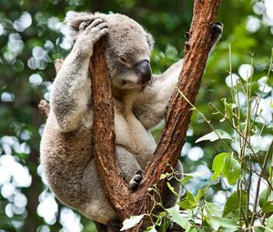 Превью обои коала, деревья, отдых, сон
