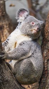 Превью обои коала, дерево, дикое животное
