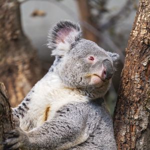 Превью обои коала, дерево, дикое животное