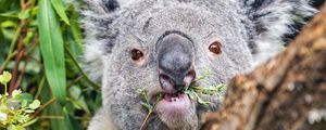 Превью обои коала, дерево, дикое животное, кора