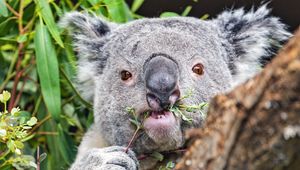 Превью обои коала, дерево, дикое животное, кора