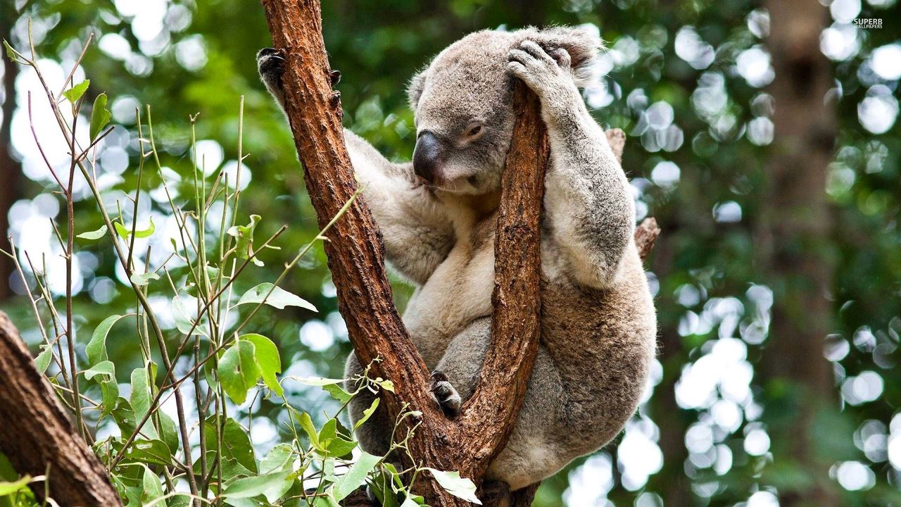 Обои коала, дерево, сидеть