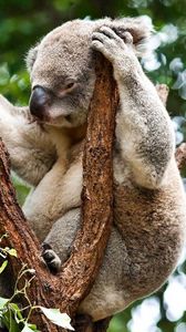 Превью обои коала, дерево, сидеть