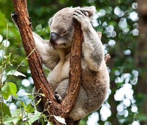 Превью обои коала, дерево, сидеть
