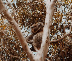 Превью обои коала, дерево, животное, экзотический, дикая природа