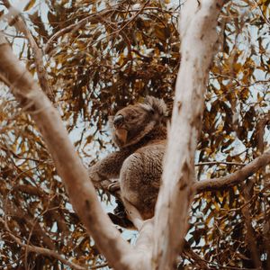 Превью обои коала, дерево, животное, экзотический, дикая природа