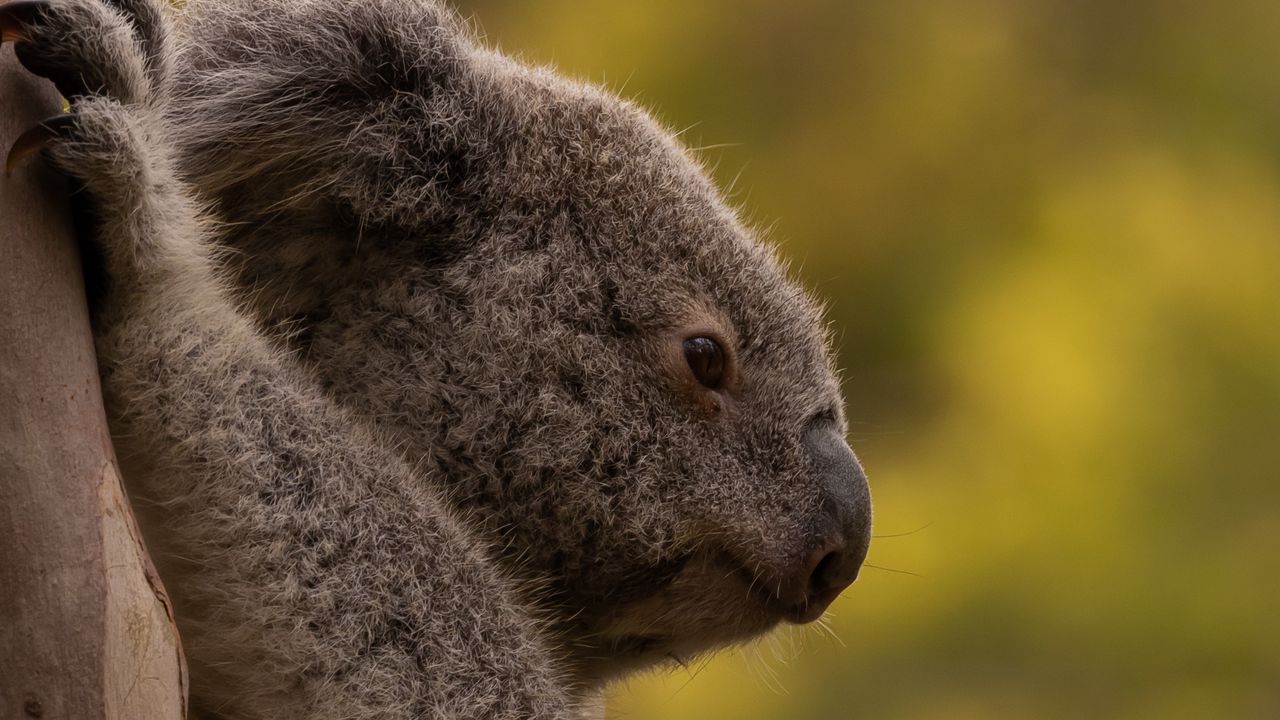 Обои коала, дерево, животное