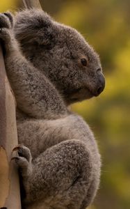 Превью обои коала, дерево, животное