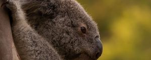Превью обои коала, дерево, животное