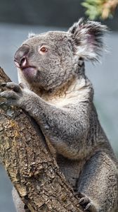 Превью обои коала, дерево, животное, дикая природа