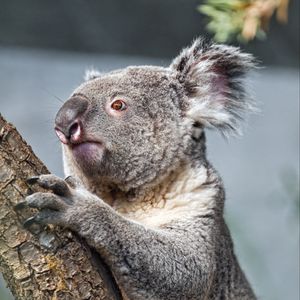 Превью обои коала, дерево, животное, дикая природа