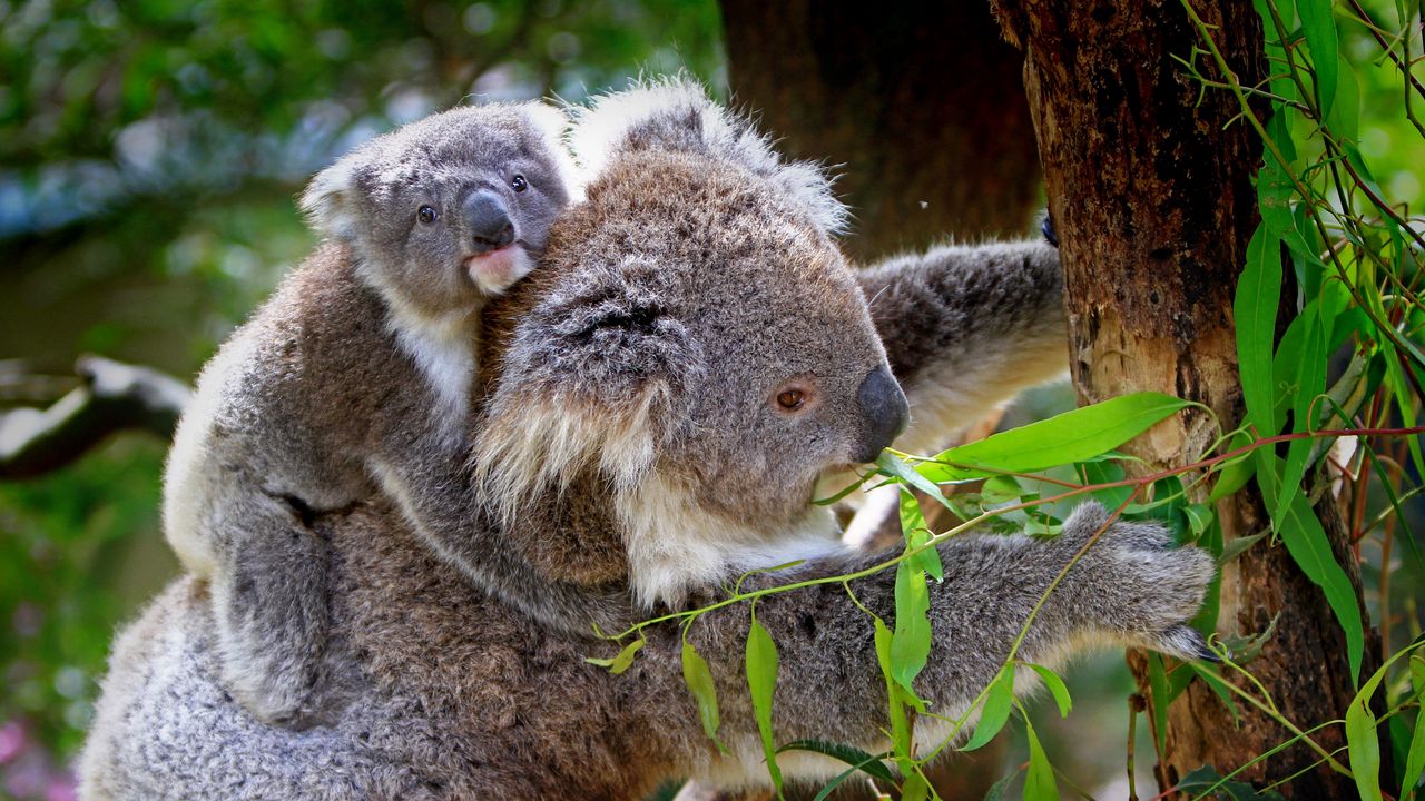 Обои коала, детеныш, дерево, эвкалипт