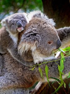 Превью обои коала, детеныш, дерево, эвкалипт