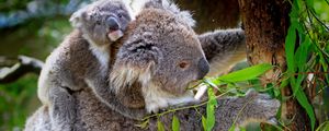 Превью обои коала, детеныш, дерево, эвкалипт