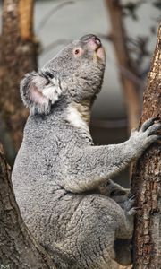 Превью обои коала, дикое животное, дерево