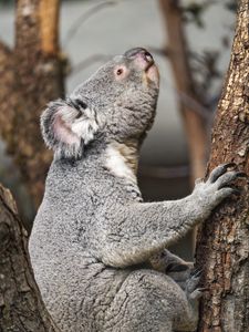 Превью обои коала, дикое животное, дерево