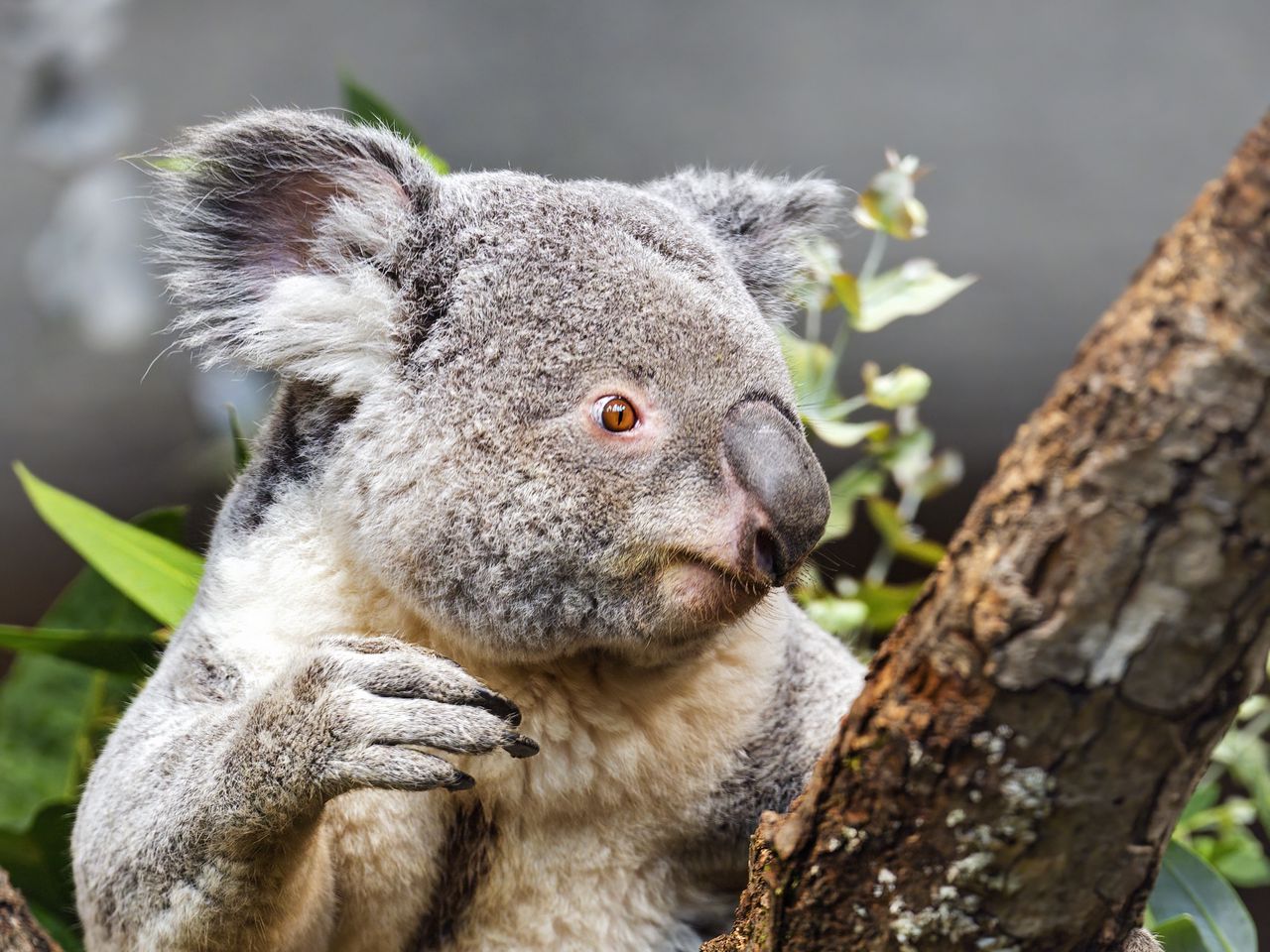 Дикая коала. Коала на эвкалипте. Коала это дикое животное. Долина диких коал. Животное на э.