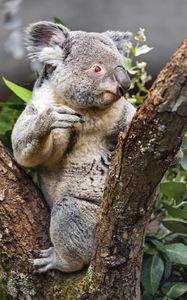 Превью обои коала, дикое животное, дерево, кора
