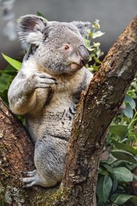 Превью обои коала, дикое животное, дерево, кора
