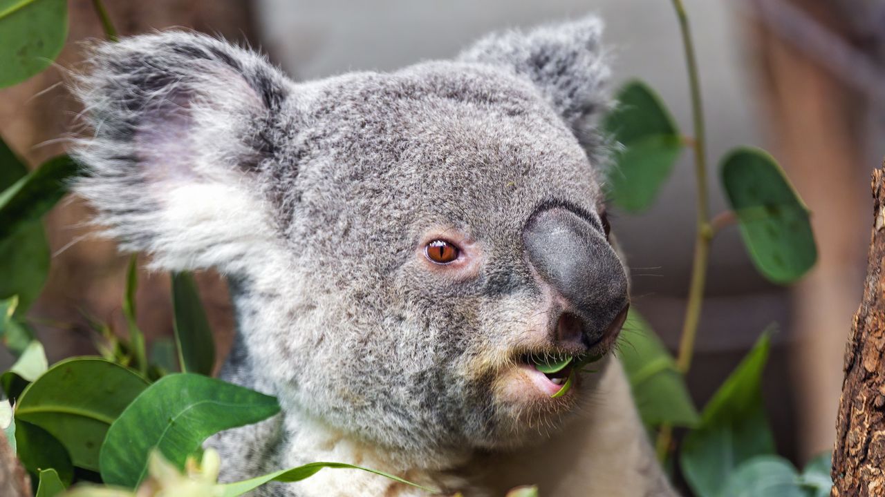 Обои коала, дикое животное, листья, растения