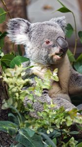Превью обои коала, дикое животное, листья, растения