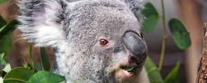 Превью обои коала, дикое животное, листья, растения