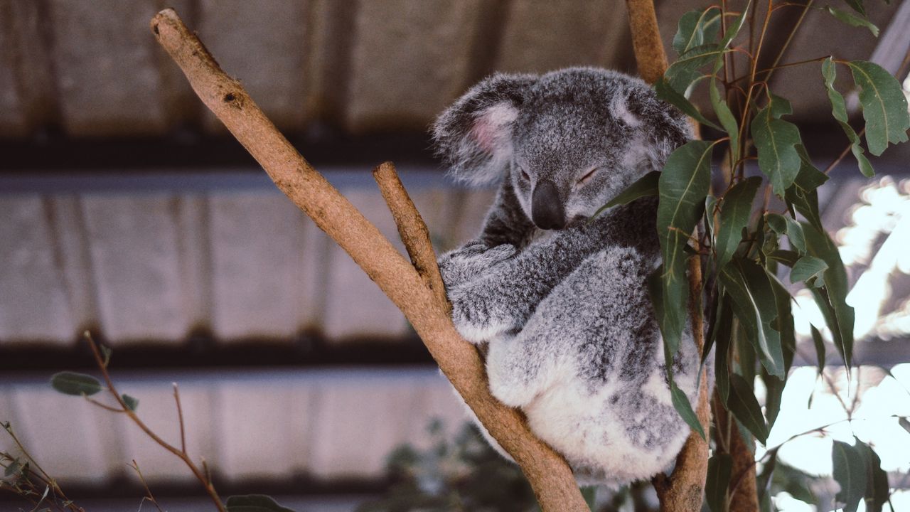 Обои коала, эвкалипт, дерево, сон