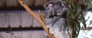 Превью обои коала, эвкалипт, дерево, сон