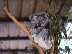 Превью обои коала, эвкалипт, дерево, сон