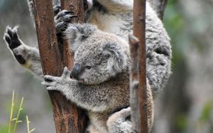 Превью обои коала, коалы, забавный, дерево, ветки