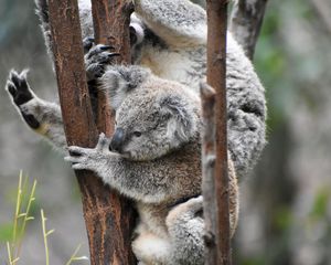 Превью обои коала, коалы, забавный, дерево, ветки