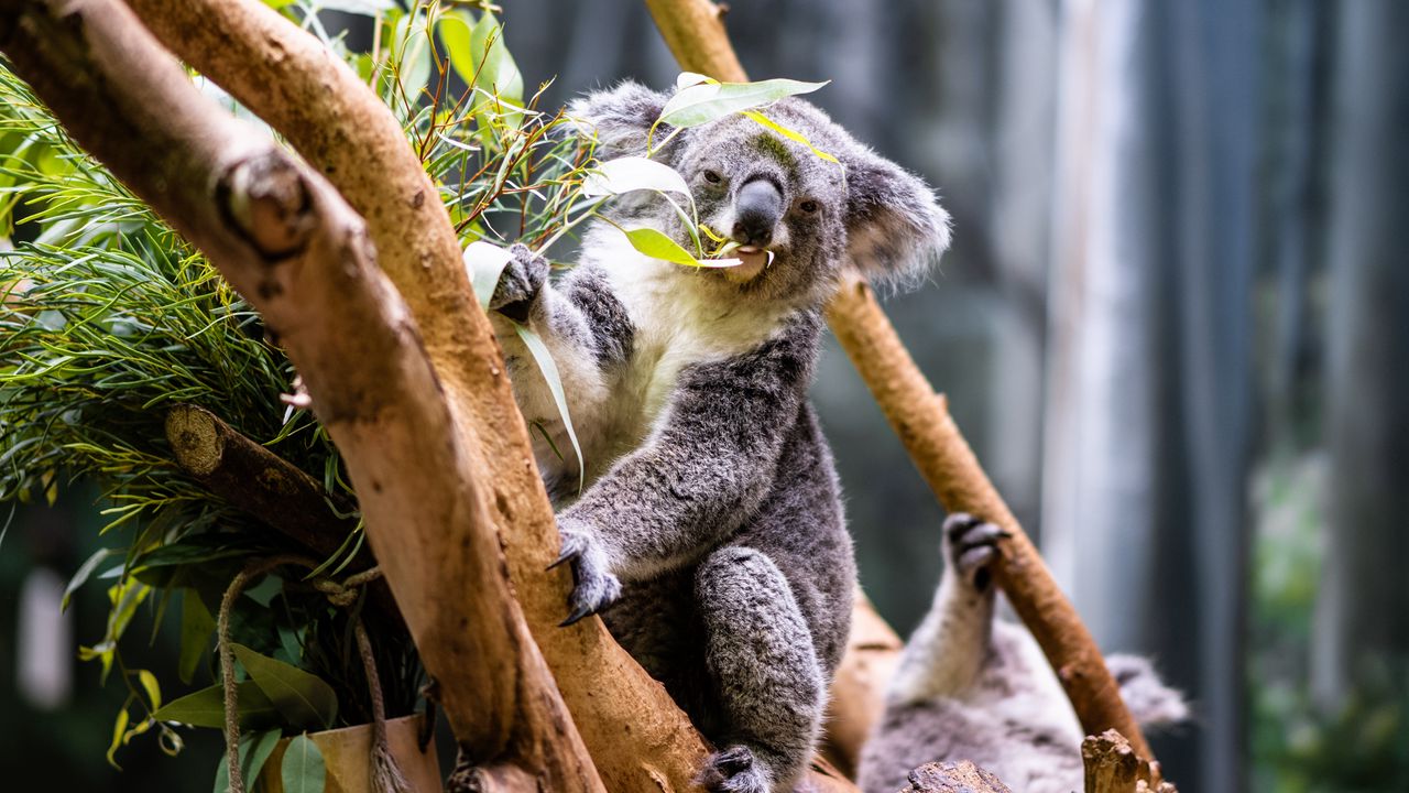 Обои коала, листья, дерево, животное