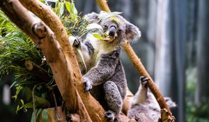 Превью обои коала, листья, дерево, животное