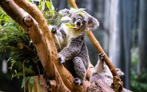 Превью обои коала, листья, дерево, животное