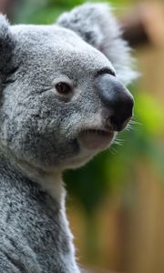 Превью обои коала, нос, животное, дикая природа