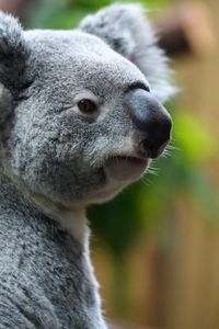 Превью обои коала, нос, животное, дикая природа