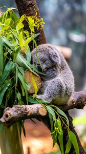 Превью обои коала, поза, бревна, листья, животное