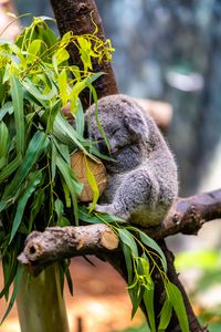 Превью обои коала, поза, бревна, листья, животное
