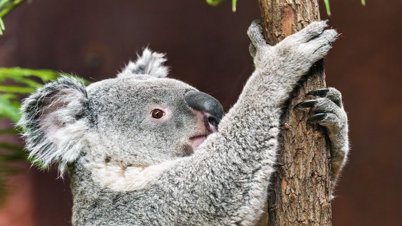 Обои коала, поза, дерево, дикая природа