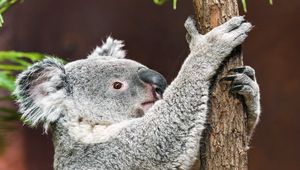 Превью обои коала, поза, дерево, дикая природа