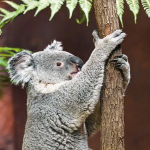 Превью обои коала, поза, дерево, дикая природа