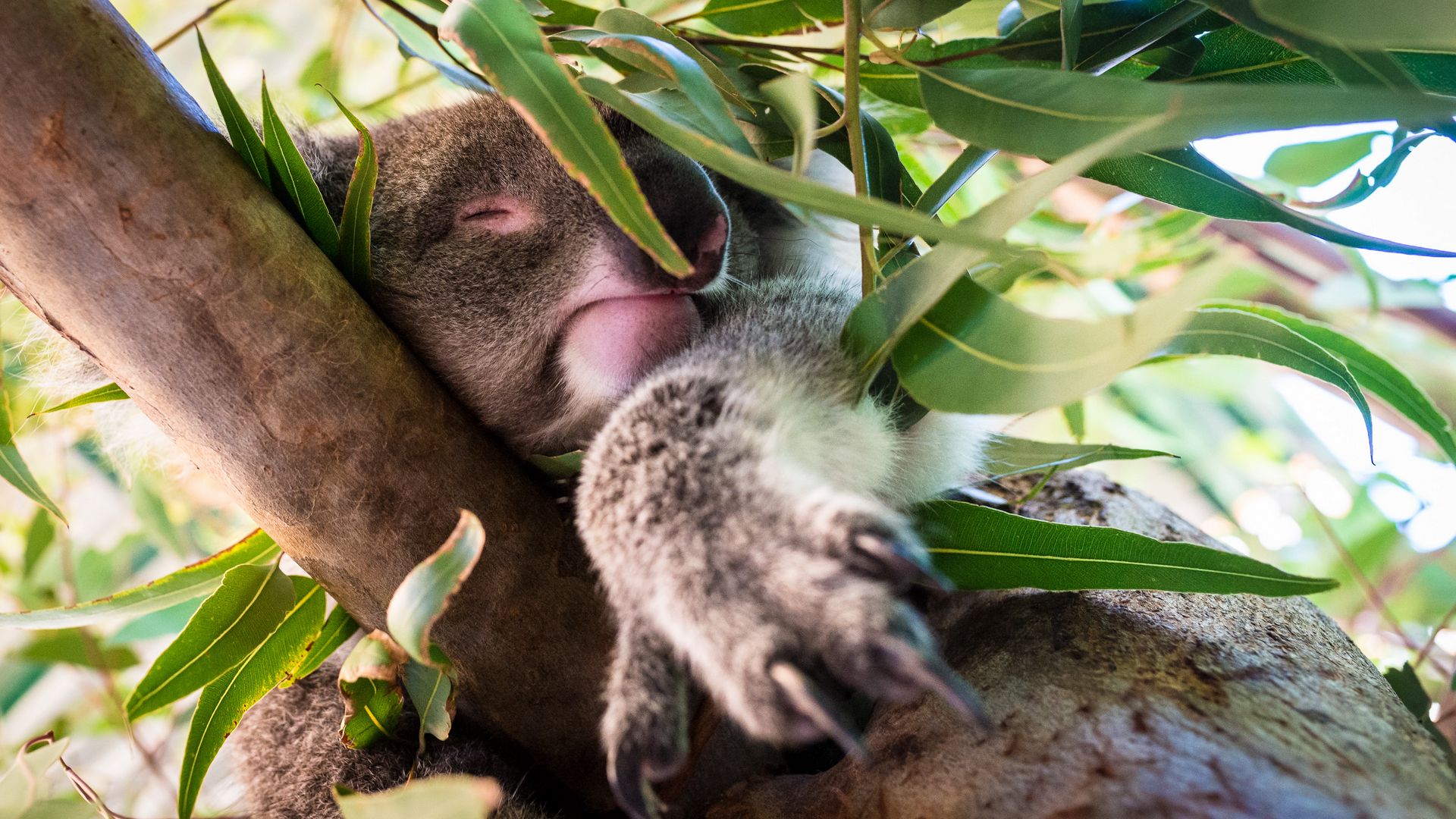 Обои милые коала на телефон