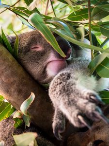 Превью обои коала, сон, дерево, ветки, животное