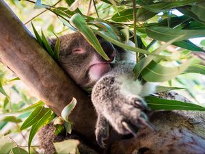 Превью обои коала, сон, дерево, ветки, животное